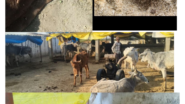 उझानी ब्लॉक की गोशालाओं में सरकारी दावों की पोल, ठंड में ठिठुर रहे गोवंश, एक की मौत